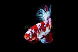 18 802 Betta Fish Photos Free Royalty Free Stock Photos From Dreamstime