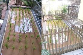 Nah, untuk itu saya sudah mengumpulkan 12 gambar teras rumah minimalis yang dapat anda lihat dan jadikan referensi dalam membuat teras di rumah anda sendiri. Bapaknya Bikin Ngakak Tetangga Warga Tangerang Ini Ceritakan Awal Mula Ayahnya Tanam Padi Di Teras Rumah Beralaskan Keramik Dan Dikelilingi Pagar Semua Halaman Grid Hot