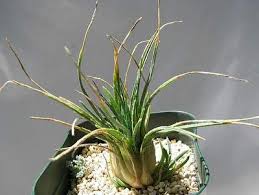 Image result for Aloe welwitschii