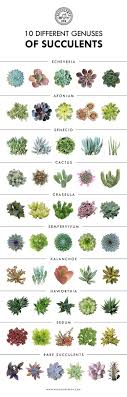 Different Varieties Of Succulents Plants Succulents Planting Succulents
