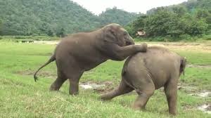 Maybe you would like to learn more about one of these? Funny Elephant At Elephant Nature Park Youtube