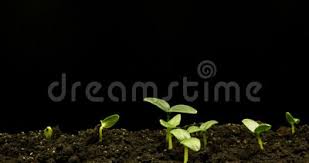 Marijuana growing time lapse 1 month (strawberry cough). Growing Green Cucumber Plant Time Lapse Timelapse Seed Growing Closeup Nature Agriculture Shoot Vegetable Sprouting Stock Video Video Of Homegrown Leaf 172693767