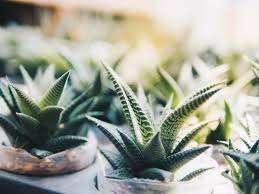 Tanaman hias monstera janda bolong bunga hias hidup indoor outdoor. 5 Tanaman Ini Banyak Manfaatnya Lho Jika Ditaruh Di Meja Kerja Orami