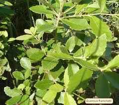 Image result for Searsia gueinzii