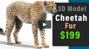Cheetah 3d Model Cheetah 3d Model Model