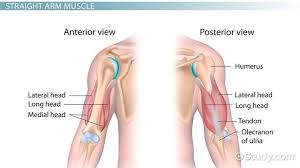 They are divided into two distinct compartments of the. Triceps Brachii Muscle Action Origin Insertion Science Class Video Study Com