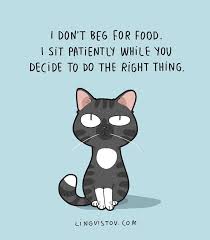 Lingvistov On Instagram Lingvistov Com Visit Our Online Shop Funny Illustration Doodle Drawing C Bandes Dessinees De Chat Blague Chat Chats Adorables