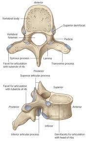 Spinal Human Anatomy And Physiology Thoracic Human Skeletal System