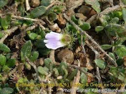 Image result for Blepharis integrifolia