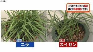 ニラや行者ニンニクに酷似 有毒植物に注意 日テレnews24