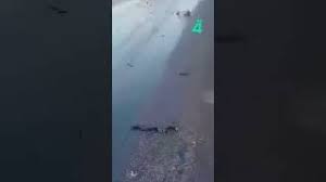 فيديو | سوريا.. تصادم صهريجين لنقل النفط العراقي على طريق حمص–طرطوس