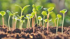 Ground covers, for example, protect soils mulch areas that are not planted to prevent surface erosion. World Soil Day Issues Caused By Soil Erosion And Ways To Prevent It