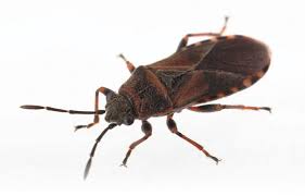 Also known as box elder beetles, box elder bugs are generally about a ½ inch long with black and orange/red markings. Elm Seed Bugs Vs Boxelder Bugs What S The Difference Utah Pests