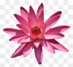 We did not find results for: White Chandelier Silhouette Png Lotus Flower Png Lotus Water Lily Free Transparent Png Clipart Images Download