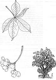 Image result for Vitex ferruginea