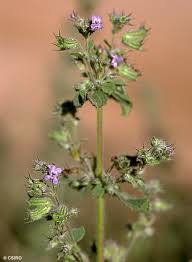 Image result for Mesosphaerum suaveolens