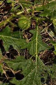 Image result for Solanum macrocarpon