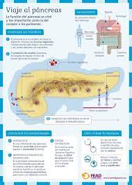 La Fundacion Espanola Del Aparato Digestivo Ha Designado Diciembre Mes Del Pancreas Descubre La Import Health And Fitness Apps Medical Studies Medical Design