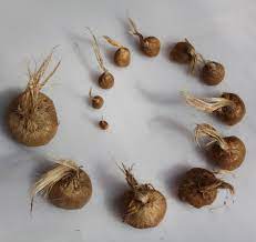 Le safran est une variété de crocus, dont les fleurs violettes produisent une épice également appelée safran. Bulbes De Safran Bio Souche Du Quercy Safran Des Aulnes