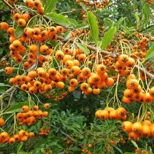 Image result for Pyracantha coccinea golden charmer