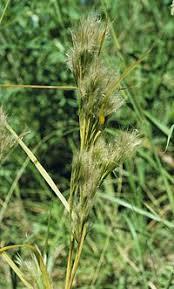 Image result for Andropogon perligulatus