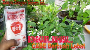 Rahasia Cabe Berbuah Lebat Youtube