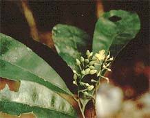 Image result for Ochna richardsiae