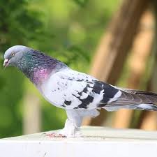 Takla Guvercin Guvercin Taklaci Emege Saygi Kopyalayin Ama Beni De Ekleyin Pets Animals Animals And Pets