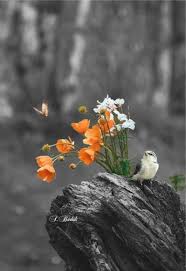 Beautiful Birds And Flowers Wallpaper Do You Want To Gain Some Natural Inspirations Be Dazzle By The Inspiration You Can Find At Pullcast Eu Beautiful Nature Birds Beautiful Birds