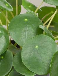 Image result for Pilea johnstonii