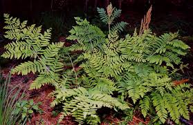 Image result for Osmunda regalis