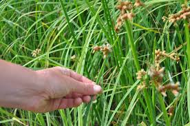 Image result for Schoenoplectus sp.no.3