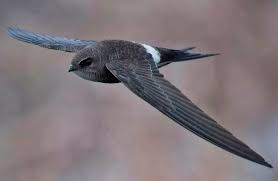 Результат пошуку зображень за запитом "стриж"