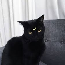 Free cute cat icons in various ui design styles for web, mobile, and graphic design projects. Black Cat Wallpaper Tumblr