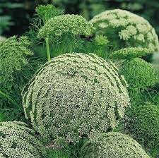 Queen Anne S Lace Bishop S Flower Seeds Flower Seeds Annual Flowers Plants