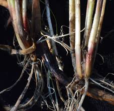 Image result for Eleocharis brainii