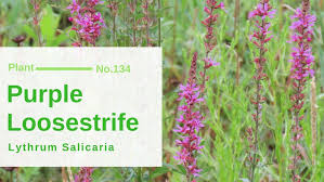 Image result for Lythraceae