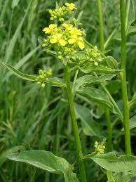 Image result for Berlinia orientalis