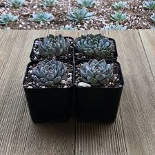 Image result for Humularia minima