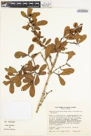 Image result for Combretum schumannii