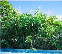 Tiger Grass For The Area Between Your Fence And Pergola Tiger Grass Grasses Landscaping Garden Screening