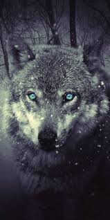 We have 64+ background looking for the best wallpapers? Pin By Marianne Sommerfeld On Animals Wild Animal Wallpaper Animal Wallpaper Wolf Wallpaper