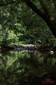 Roundtrip transportation to and from your kuching hotel. Annah Rais Bidayuh Longhouse Kuching Visit Sarawak