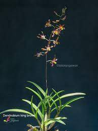Dendrobium King Brown Hybrid Orchids Art King