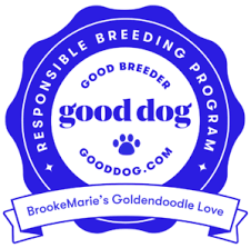 Puppies in standard, medium, miniature and petite sizes and in all colors. Goldendoodles Minnesota Dogs Litters Puppy Adoption Brookemarie