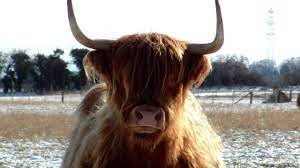 The Big Question With Penn Jillette Where Are Wild Cows Youtube