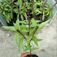 Biji selasih dapat menggantikan kalori dari gula yang membantu untuk memberikan energi. Bibit Tanaman Daun Biji Selasih Selasih Basil Pohon Daun Biji Selasih Basil Shopee Indonesia