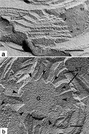 Now the first thing to point out when looking at images under an electron microscope is the scale. A Brief History Of How Microscopic Studies Led To The Elucidation Of The 3d Architecture And Macromolecular Organization Of Higher Plant Thylakoids Springerlink