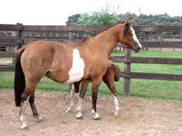 Visitors to argentina, brazil, paraguay, or uruguay may have seen the beautiful criollo horse in action. Criollo Horse Info Origin History Pictures