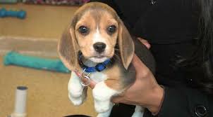 Learn more about beagle rescue of southern maryland inc. Beagles Near Me For Adoption Off 54 Www Usushimd Com